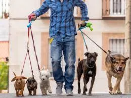 Capa: Curso de Dog Walker – Passeio com Cachorros