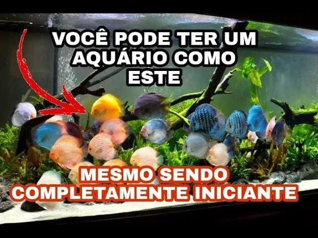 Capa: Aquarista de Sucesso