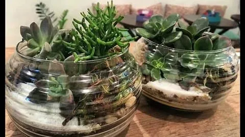 Capa: ▶️ Oficina de Terrários com Suculentas ◀️